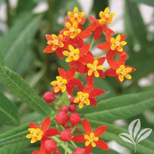 Red Butterfly Weed