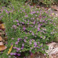 Mexican Heather - Plants for Texas