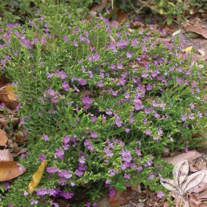 Mexican Heather